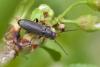 Osphya bipunctata